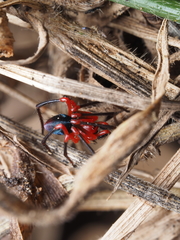 Dimidamus dimidiatus