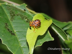 Agomadaranus pardaloides