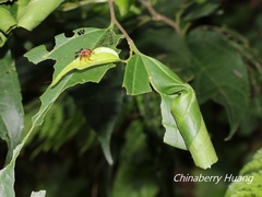 Agomadaranus pardaloides