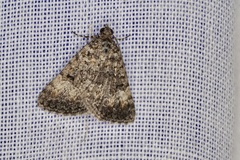 Dichromodes semicanescens