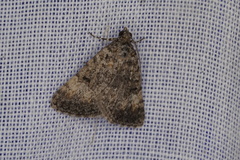 Dichromodes semicanescens