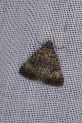 Dichromodes semicanescens