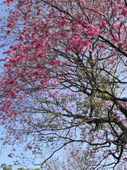 Handroanthus