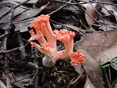 Ramaria botrytoides