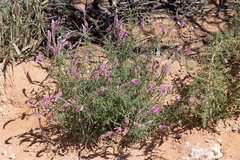 Hermbstaedtia fleckii