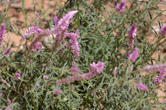 Hermbstaedtia fleckii