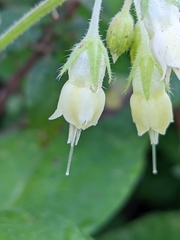 Symphytum bulbosum