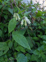 Symphytum bulbosum
