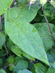 Symphytum bulbosum
