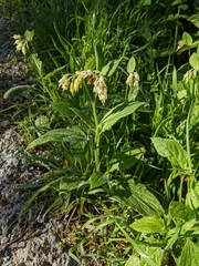 Symphytum bulbosum