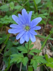 Anemonoides apennina