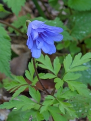 Anemonoides apennina
