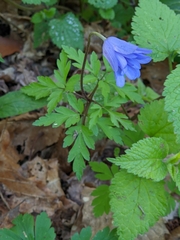 Anemonoides apennina