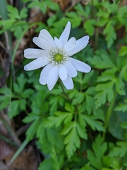 Anemonoides apennina