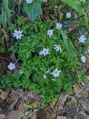 Anemonoides apennina