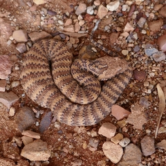 Acanthophis antarcticus