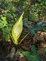 Arum italicum