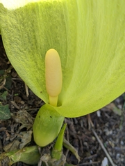 Arum italicum