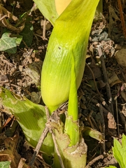 Arum italicum