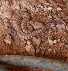 Acanthophis antarcticus