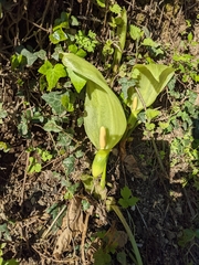 Arum italicum