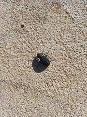 Somaticus aeneus