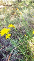 Pseudopodospermum crocifolium
