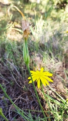 Pseudopodospermum crocifolium