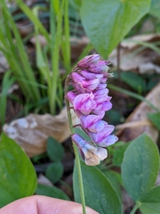 Lathyrus venetus