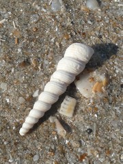Turritella terebra