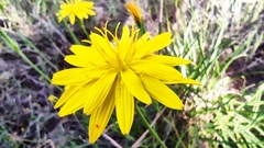 Pseudopodospermum crocifolium