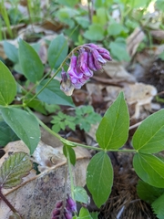 Lathyrus venetus