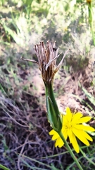 Pseudopodospermum crocifolium