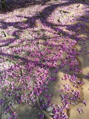 Handroanthus