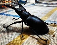 Lucanus cervus
