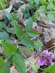 Lathyrus venetus