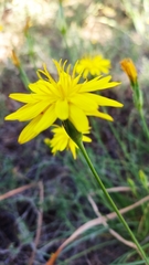 Pseudopodospermum crocifolium