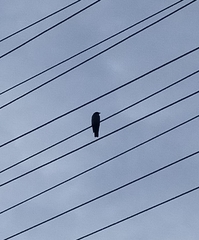 Coracina novaehollandiae