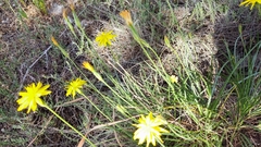 Pseudopodospermum crocifolium