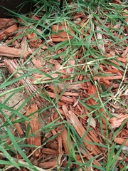 Cynodon dactylon dactylon