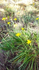 Pseudopodospermum crocifolium