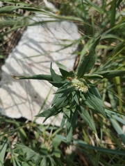 Koenigia alpina
