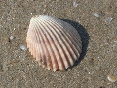 Vasticardium vertebratum