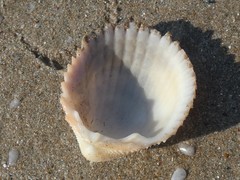 Vasticardium vertebratum