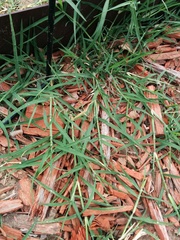 Cynodon dactylon dactylon