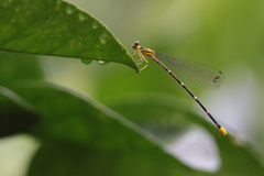 Coeliccia flavicauda