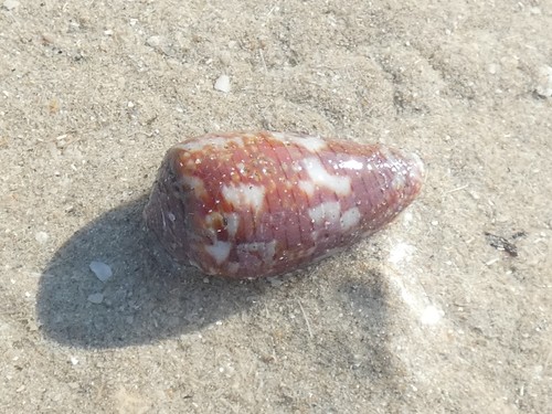 Conus monachus observed 2022-04-25