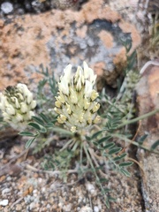 Astragalus lupulinus