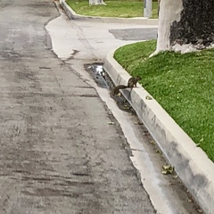 Sciurus niger
