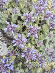 Dracocephalum pinnatum